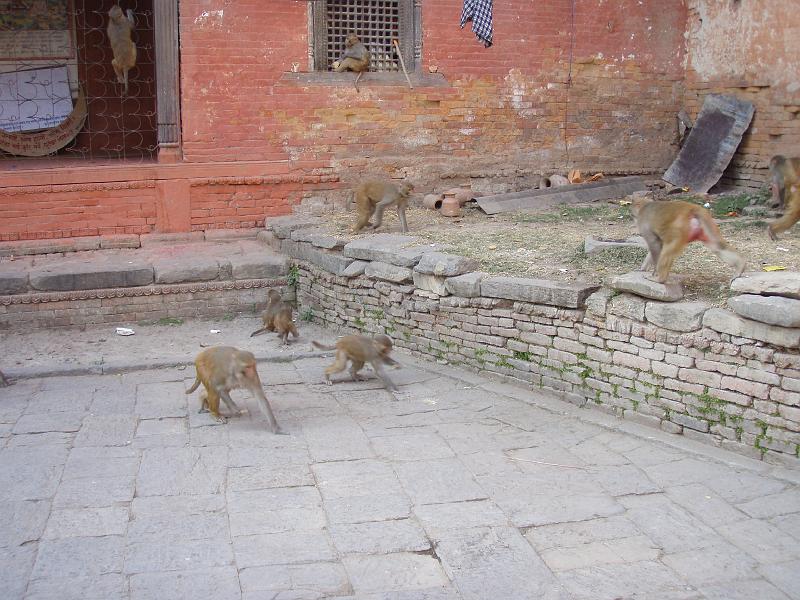 N2010.jpg - Kathmandu, Bodnath